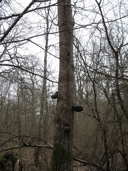Arbre mort à conserver